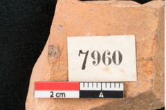 Foto (Detailansicht) von Pinus palaeotaeda Ettingshausen (NHMW-GEO-2024-0188-7960)